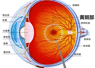 看東西變形了？莫讓眼底病偷走你的視野！