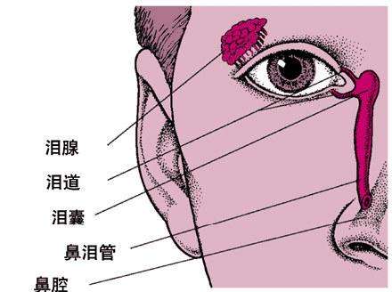 淚囊炎有哪些癥狀表現和并發癥？如何？