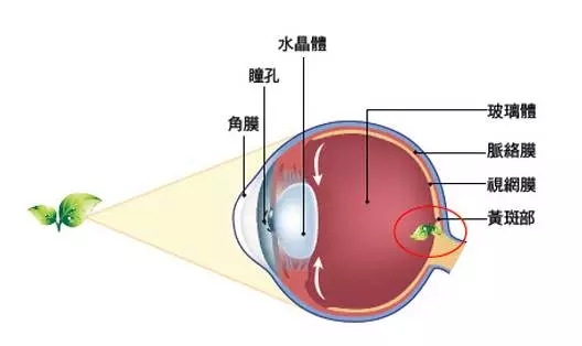 老年性黃斑變性，從年輕時就要開始防護