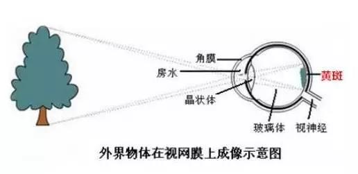 老年性黃斑變性，從年輕時就要開始防護