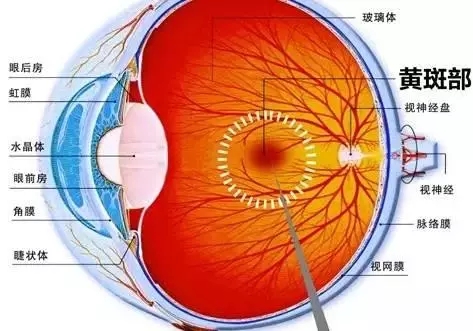 黃斑變性或致致盲：50歲以上人群每年都應檢查